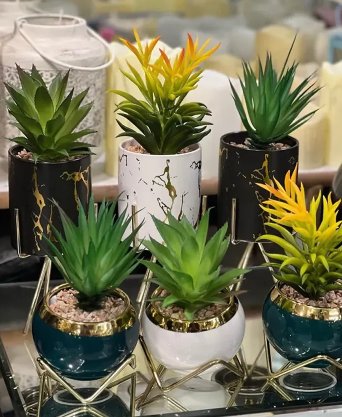 Small succulents with stands
